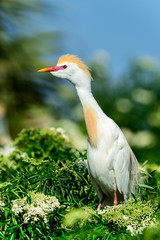 Cattle egret