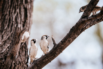 Fototapeta premium Webervögel auf einem Ast sitzend, Etoscha Nationalpark, Namibia