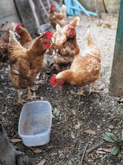 galline nel pollaio © ninop