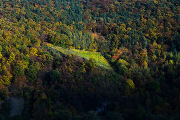 Herbstwald, Rotweinwanderweg, Ahrtal