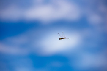 Libelle im Flug, Etoscha Nationalpark, Namibia