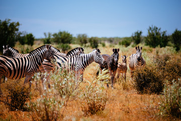 Gruppe Zebras mit einem dunklen Einzeltier, Etoscha, Namibia