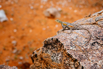 Weibliche Siedleragame (Red-headed Rock Agama) auf Fels, Damaraland, Namibia