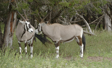 Gemsbok Antelope pair standing at a treeline