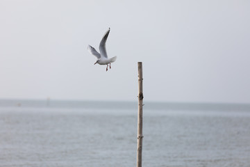 Möwe im Wattenmeer
