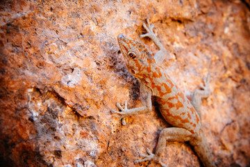 Gecko auf Felsen, Damaraland, Namibia