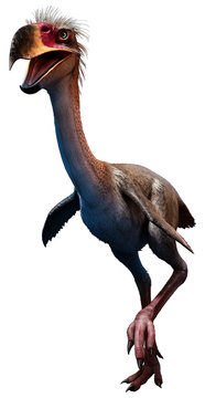 Phorusrhacos  from the Miocene era 3D illustration