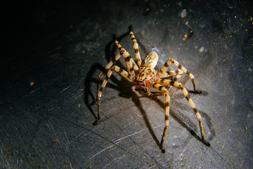 Große Spinne im Abwaschbecken bei Nacht, Damaraland, Namibia