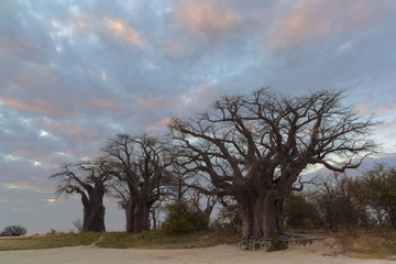 Fototapeta na wymiar Colourful clouds and baobab trees