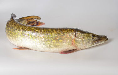 pike fish- Esox lucius