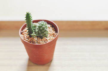 Small Cactus In Brown Pot Of Relaxing Corner