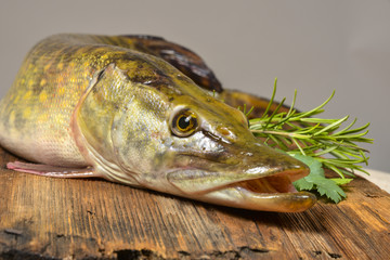 pike fish- Esox lucius