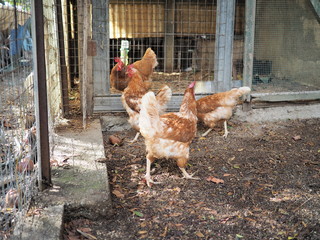 galline nel pollaio © ninop