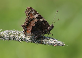 Eurasian Small Tortoiseshell butterfly (Aglais urticae) on wild grass, wings closed.