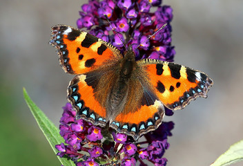 Colourful European Small Tortoiseshell butterfly (Aglais urticae) feeding on flower