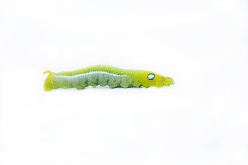 The green worm on white background ,The green caterpillars, Cate