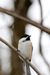 mésange à tête noire