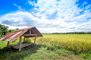 Fototapeta na wymiar hut in the rice field