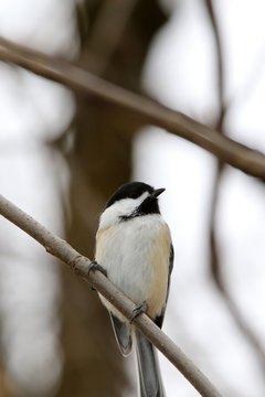 m&eacute;sange &agrave; t&ecirc;te noire