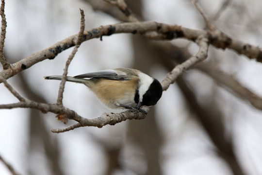 m&eacute;sange &agrave; t&ecirc;te noire