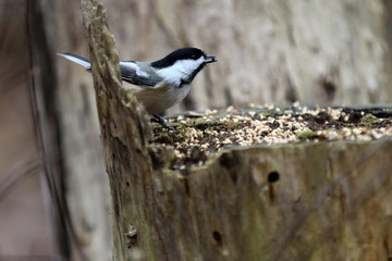 mésange à tête noire