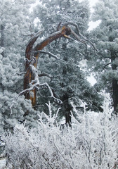 Snow for Thanksgiving on Bald Mountain