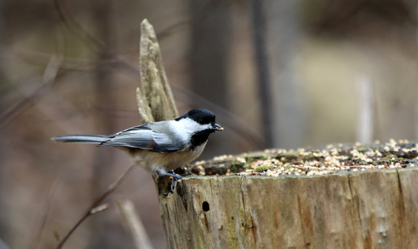 m&eacute;sange &agrave; t&ecirc;te noire