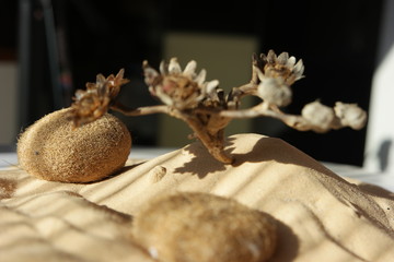 dry flower of the desert sugar is dissolved by water drops