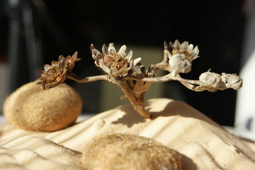 dry flower of the desert sugar is dissolved by water drops