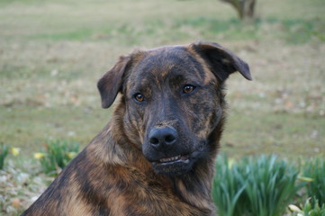 Dog's face.