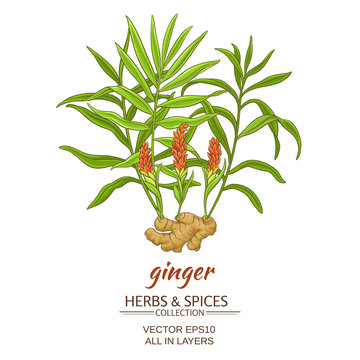 ginger vector illustration