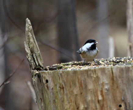 m&eacute;sange &agrave; t&ecirc;te noire
