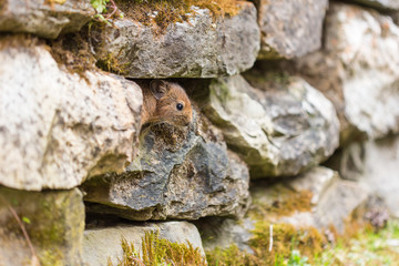 A small pika (Ochotona) hiding among stones