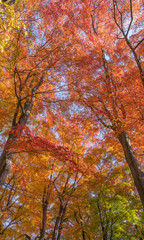 河口湖の紅葉2016