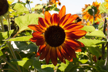 Obraz premium Bright Sunflower in a Sunny Summer Day. Selective Focus. Ideas f