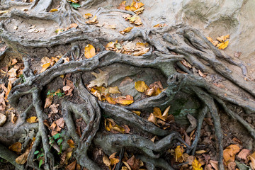 Autumn leaves caught in entwined tree roots