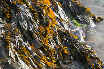 A close up landscape image of Seaweed on a rock.