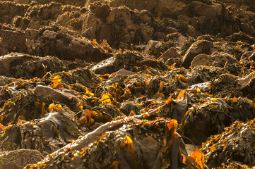 A landscape image of brown seaweed on rocks.