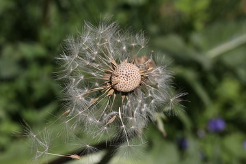 Pusteblume