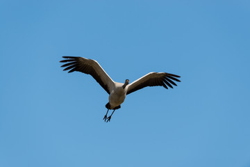 Flying common crane with blue sky background