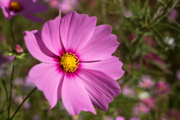 Fully Bloomed Pink Cosmos at Garden in October