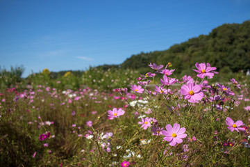 Obraz premium Fully Bloomed Colorful Cosmos on Mountain Landscape in October