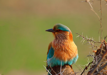 Indian Roller