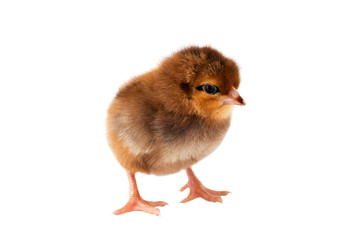 the little chicken