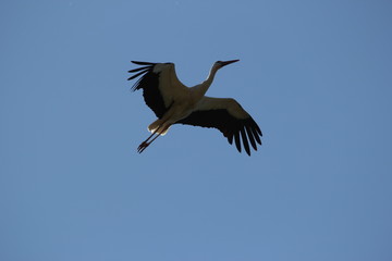 Ein Storch