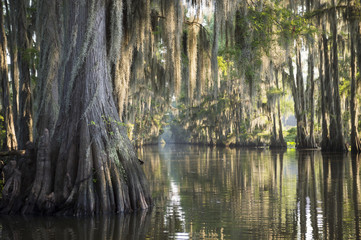 Swamp bayou scene of the American South featuring bald cypress trees and Spanish moss in Caddo Lake, Texas, USA - obrazy, fototapety, plakaty
