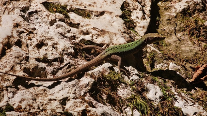 Lizard