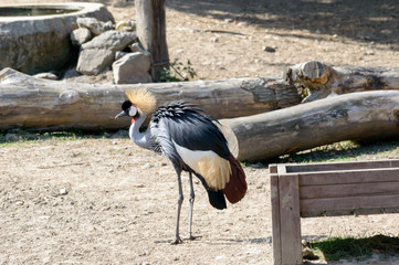 Beautiful tropical bird with long legs