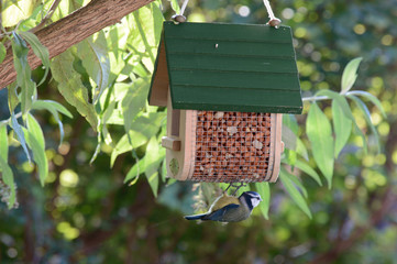 Adorable bluetit hanging on a feeder