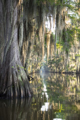 Classic bayou swamp scene of the American South featuring bald cypress trees reflecting on murky water in Caddo Lake, Texas, USA